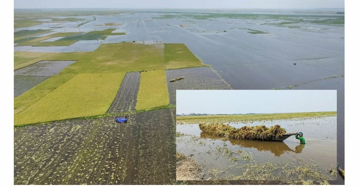 হাওরে সোনালী স্বপ্নের সলিল সমাধি : পানির নিচে তলিয়ে কৃষকের হাড়ভাঙা শ্রম, দিশাহারা কৃষক।